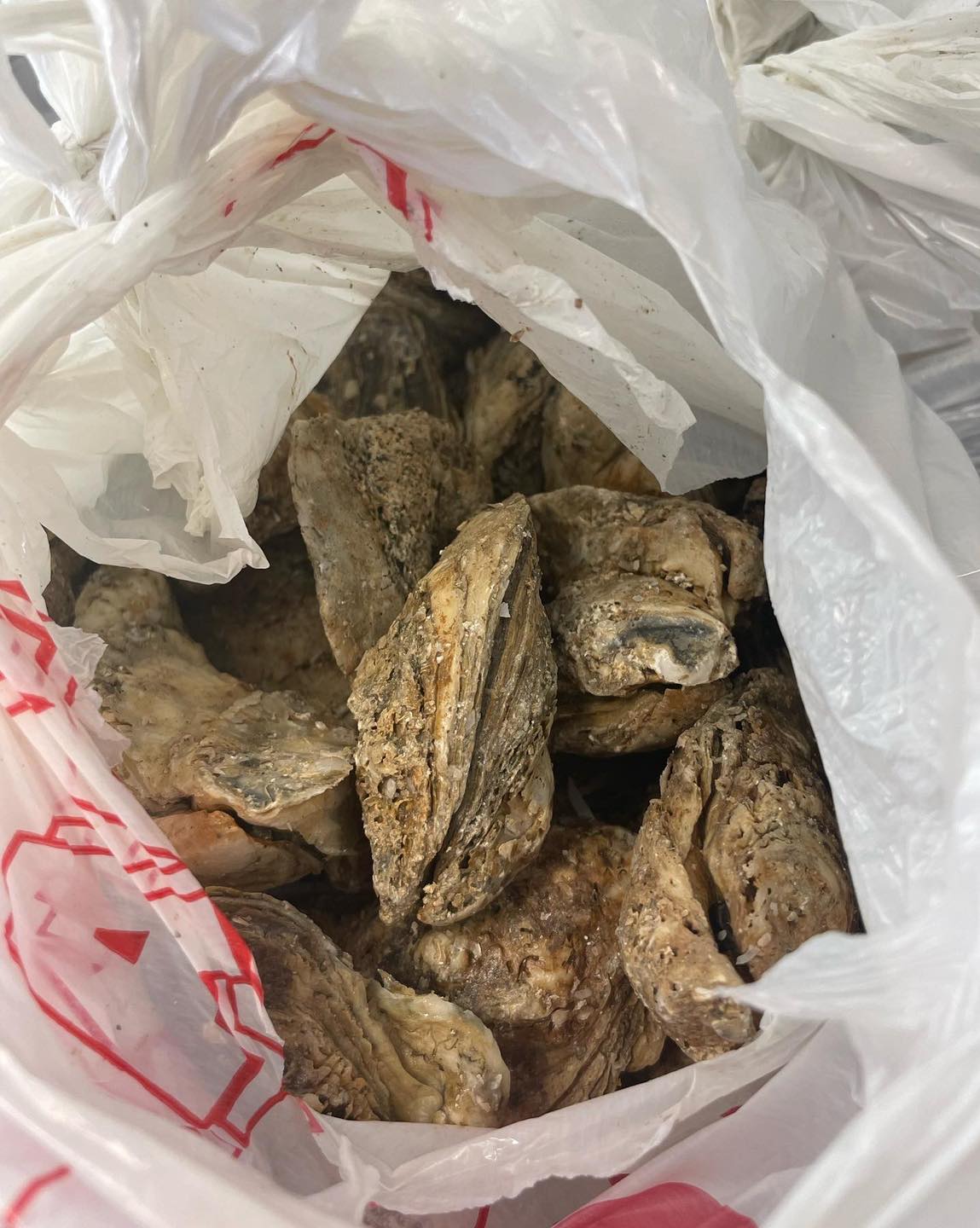 Oysters (1/4 bushel) Kingsland Meats