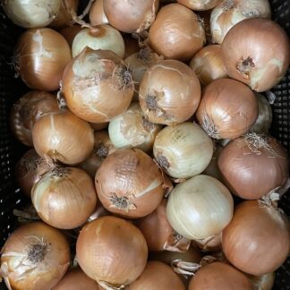 Yellow Onions (fresh)